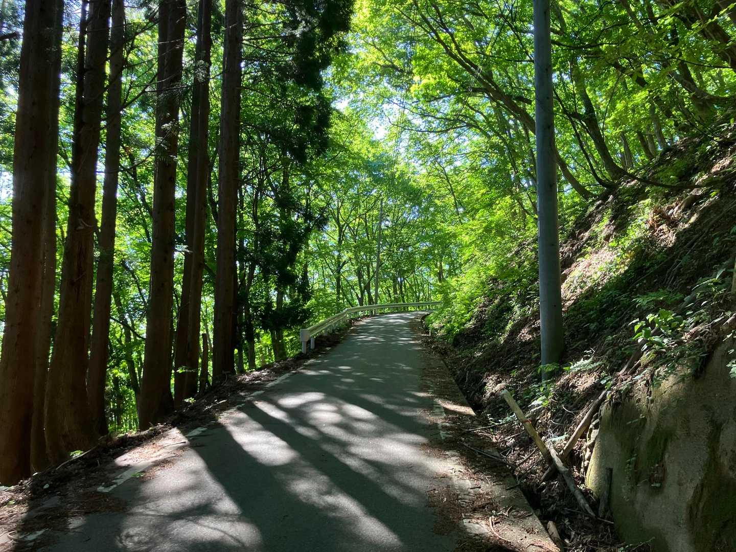 駐車場から登山口までは登山というより“朝の散歩”✨
まだ身体が登山モードになっていないので、
このくらいの優しさがありがたい。