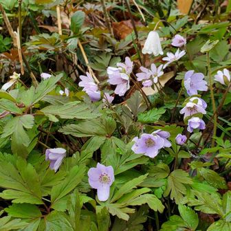 雪割草とキクザキイチゲ