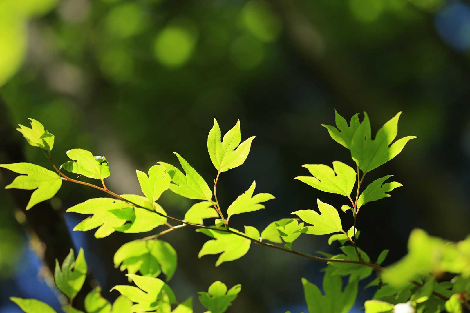 新緑🌿