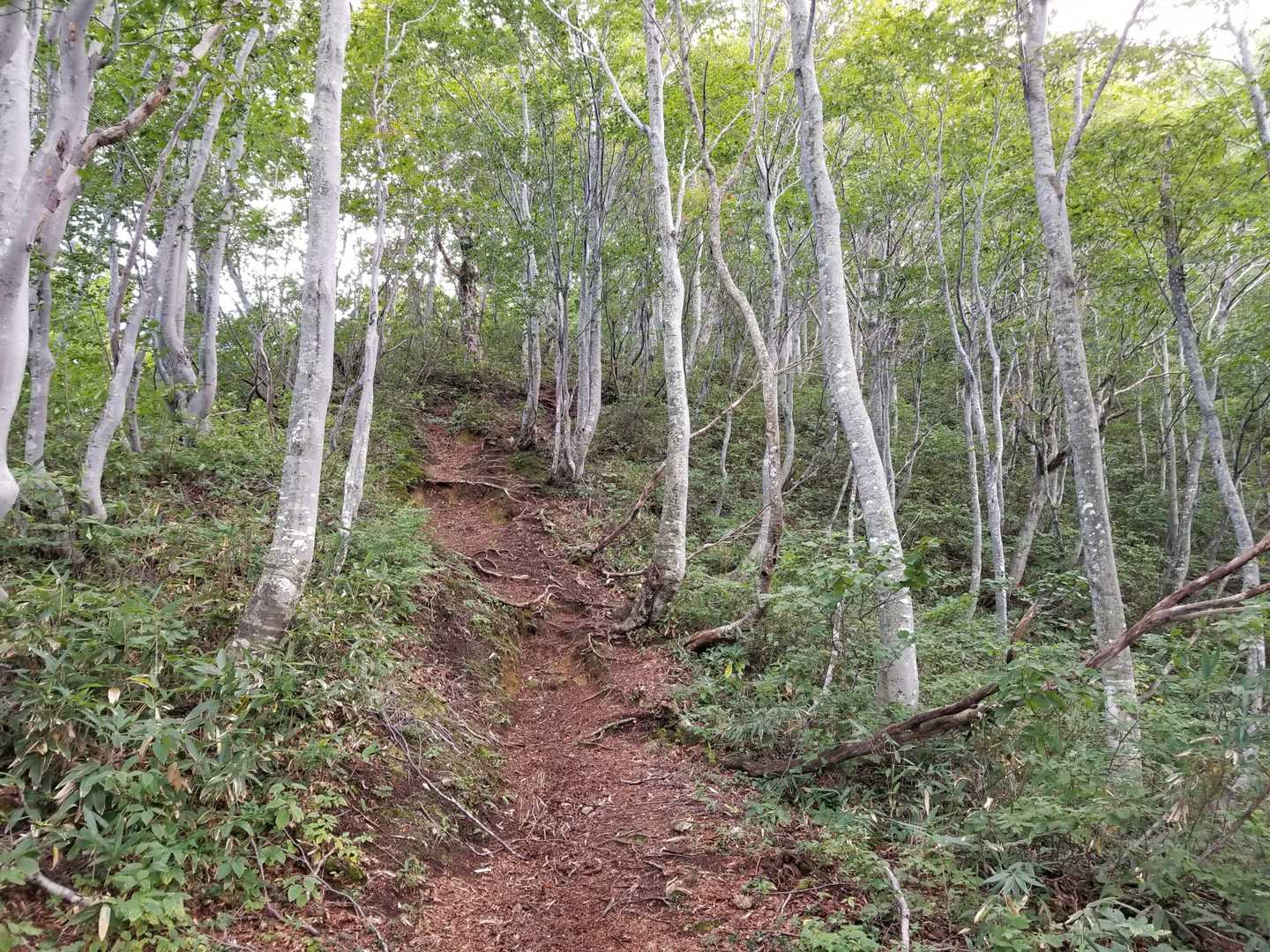 イブリ山-朝日岳 往復コースの写真