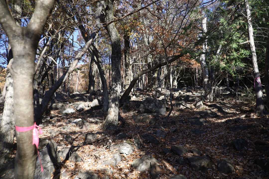 ピンテもところどころ