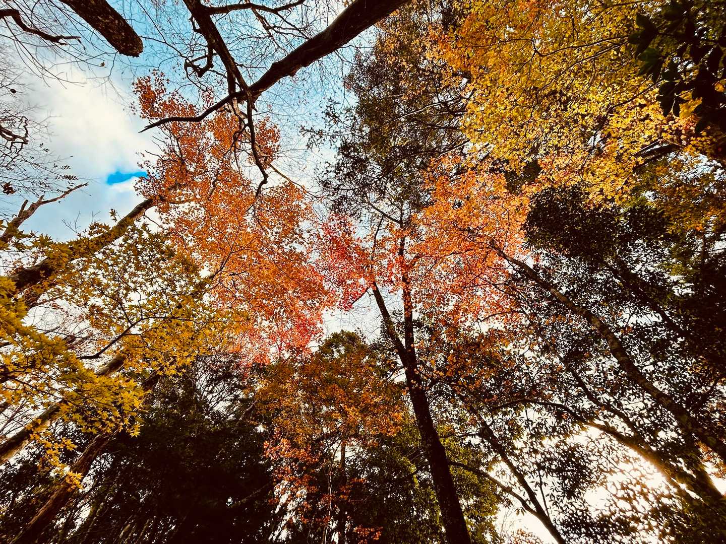 まだまだ紅葉🍁キレイ🤩