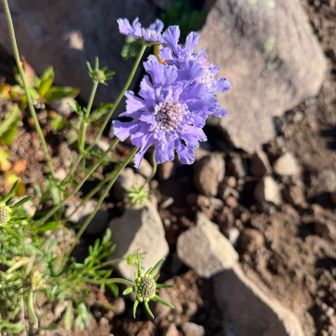 山は松虫草だらけ　