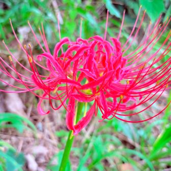 セミ鳴いてるけど、花はもう秋🍂