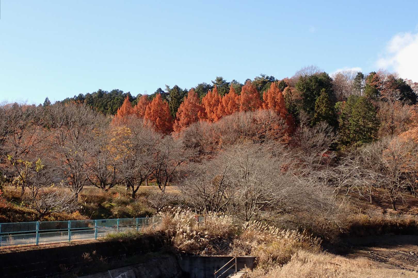 ダム周りはカラマツ？が見頃🍁