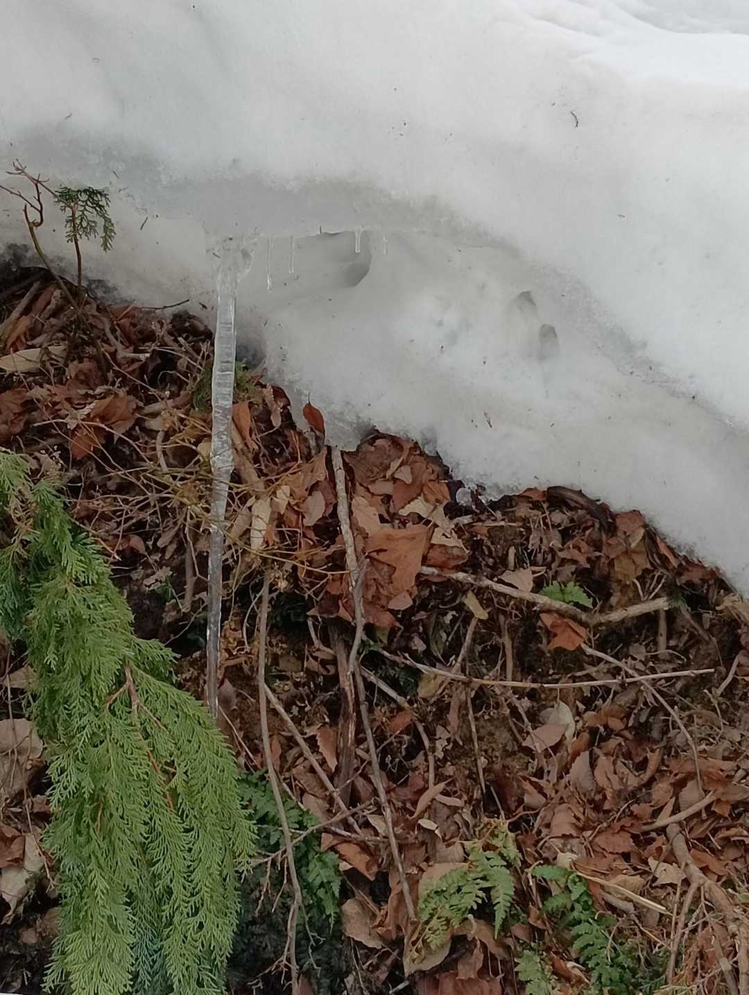 道沿いの氷柱に歓声。