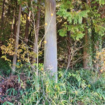 柿がなっていました