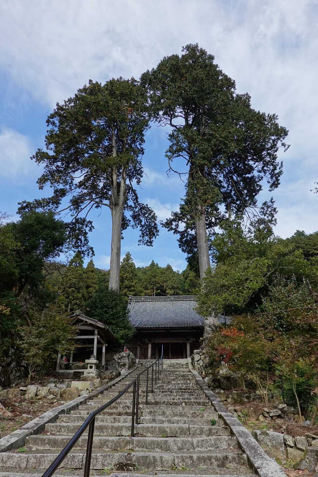 観音寺の上には立派な木🌲！