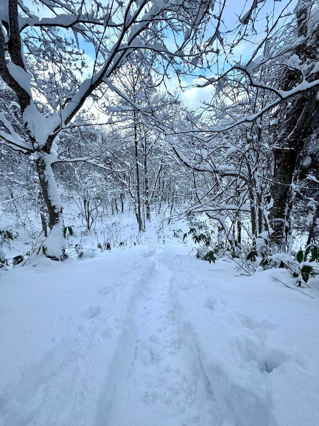 先行者さまのおかげで道が出来てます
(*´▽`人)ｱｻﾞｰｯｽ