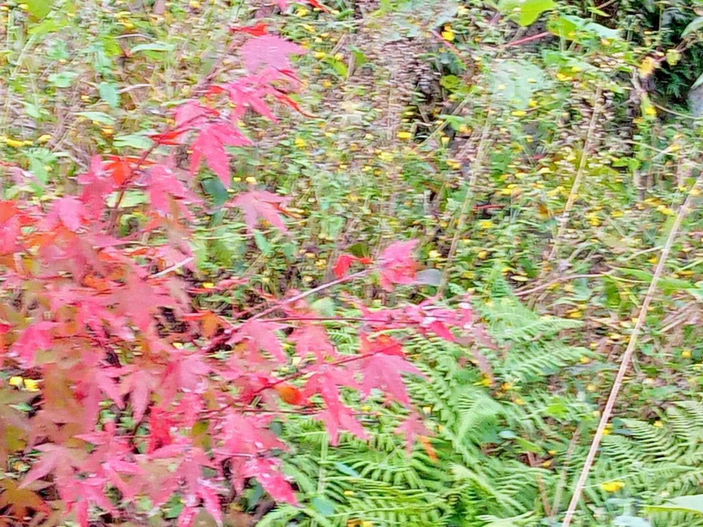 紅葉🍁