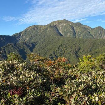 しばらく進むと見えてくる。越後駒ヶ岳。