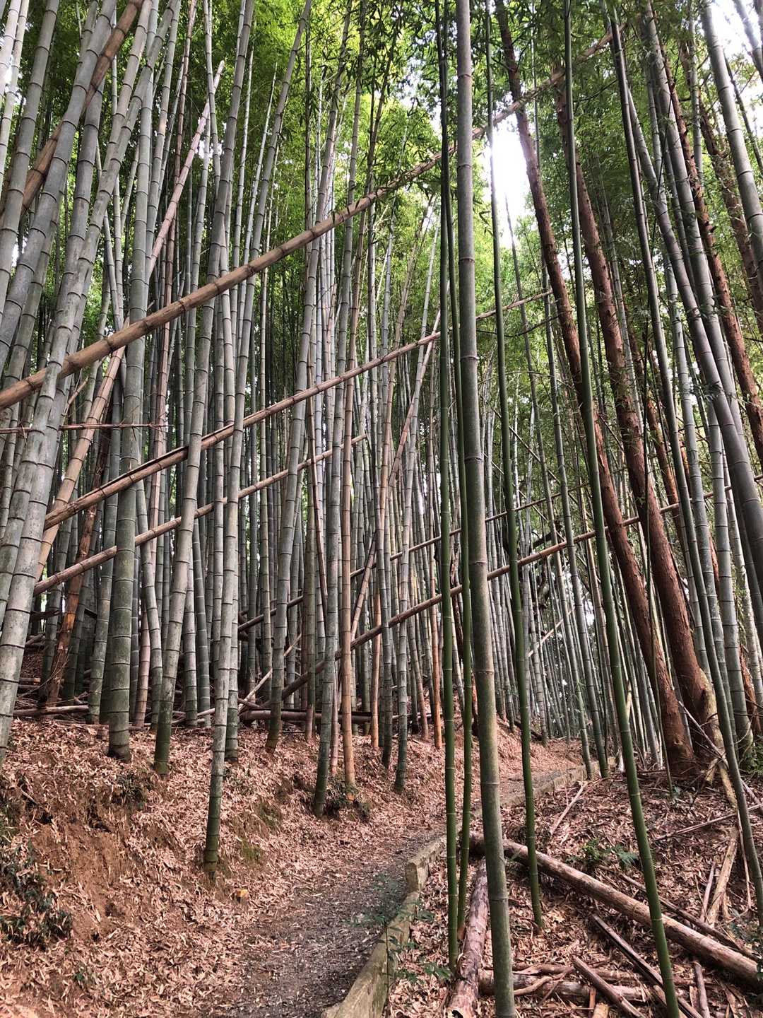 竹藪の道を進みます⛰🚶‍♂️