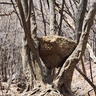 岩抱きの木‼️