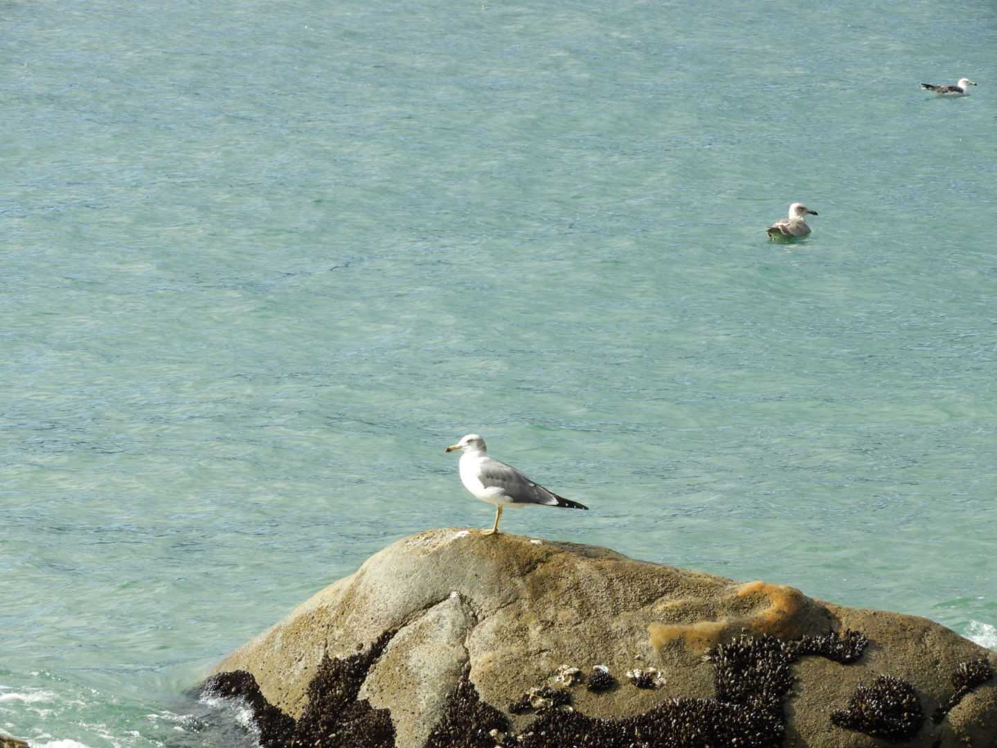 ウミネコ