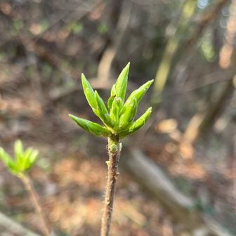 鮮やかな芽が暖かい日差しを浴びている🌱
見てるだけで元気出るなぁ😄