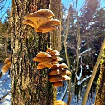 野生のフローズンナラタケをハンターyuki 😎が捉えました❗✨流石👏