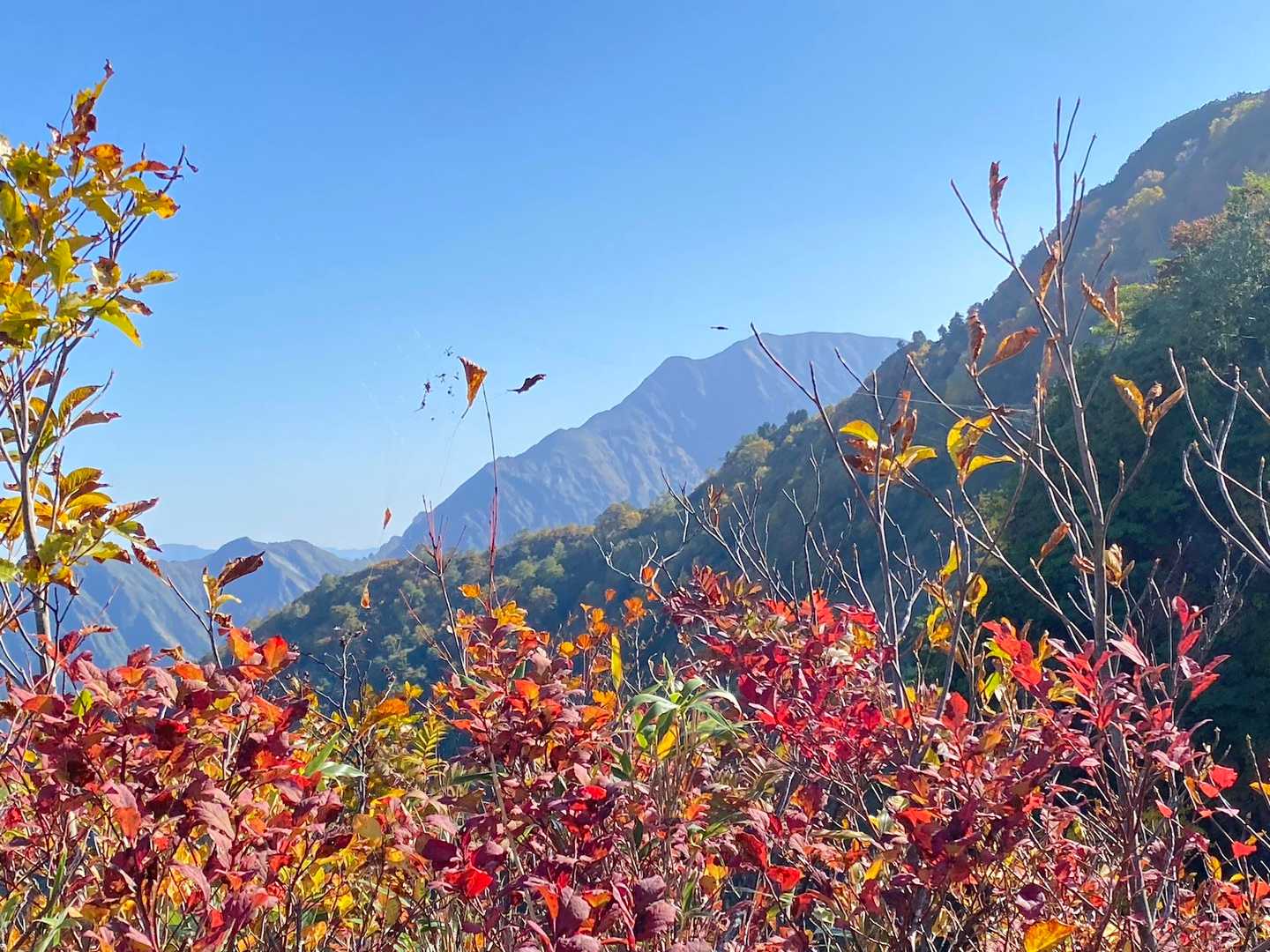 越後駒ヶ岳が見えました。行って見たいと思いませんか？うふふっーだ！