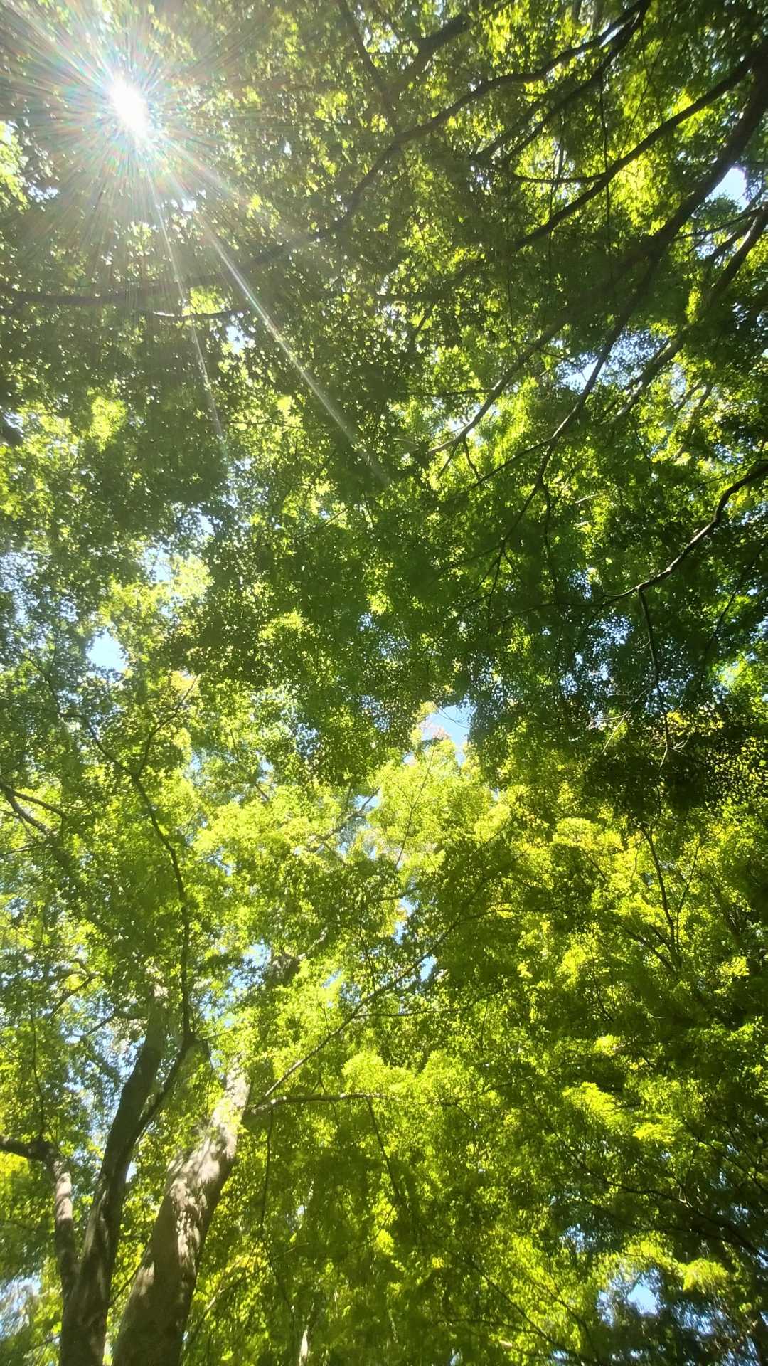 赤く染まる頃見てみたい。