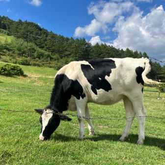 いたいた　下の牧場に牛🐄
レンゲツツジの時期にはツツジ平にいるよね