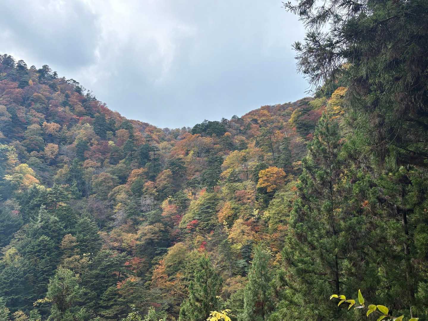 都民の森-鞘口峠-三頭山-ムシカリ峠-三頭大滝 周回コースの写真