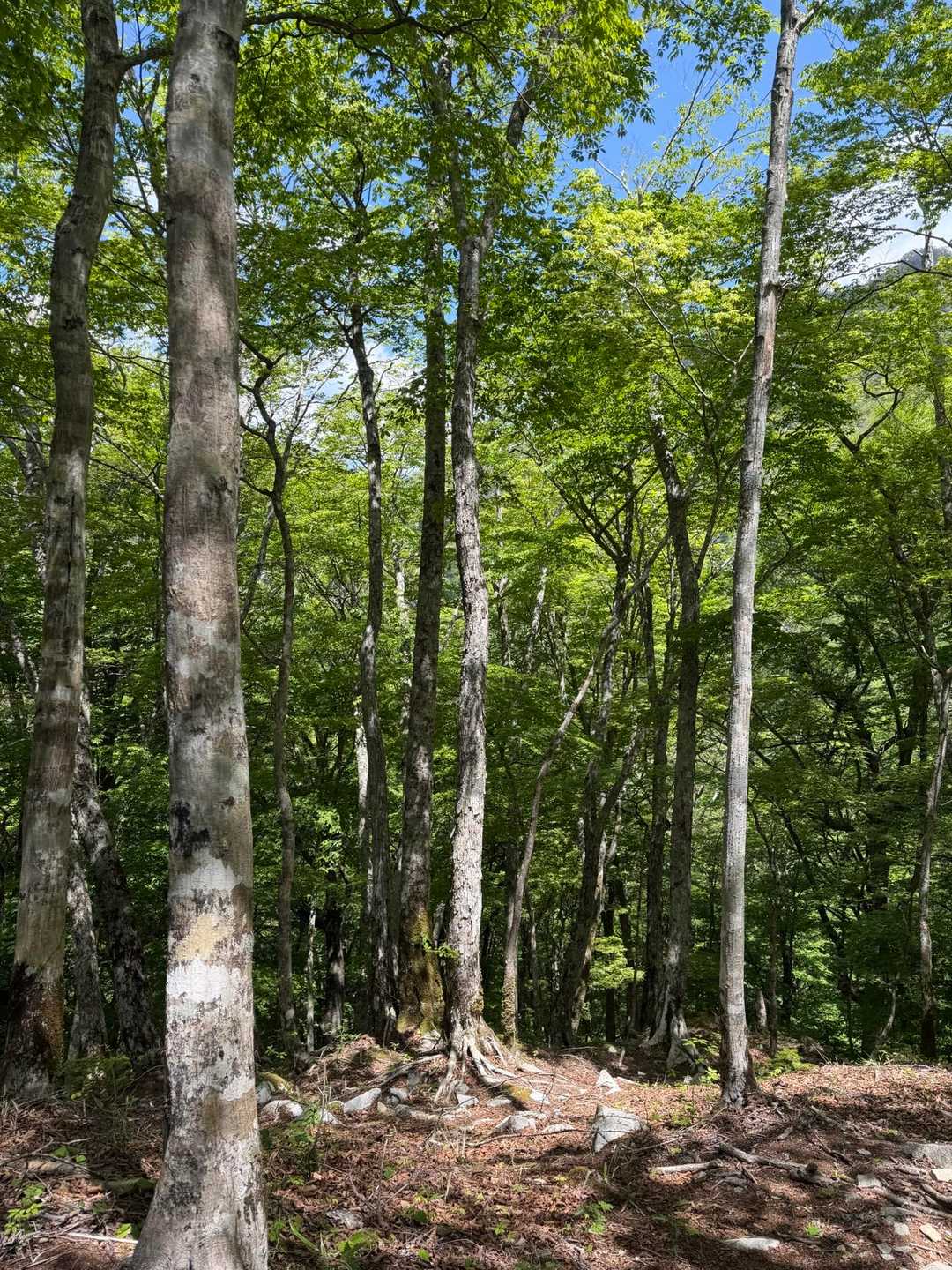 登り始めで既に秘境感😶