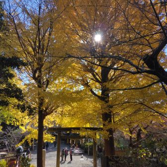 葛原岡神社鳥居の銀杏