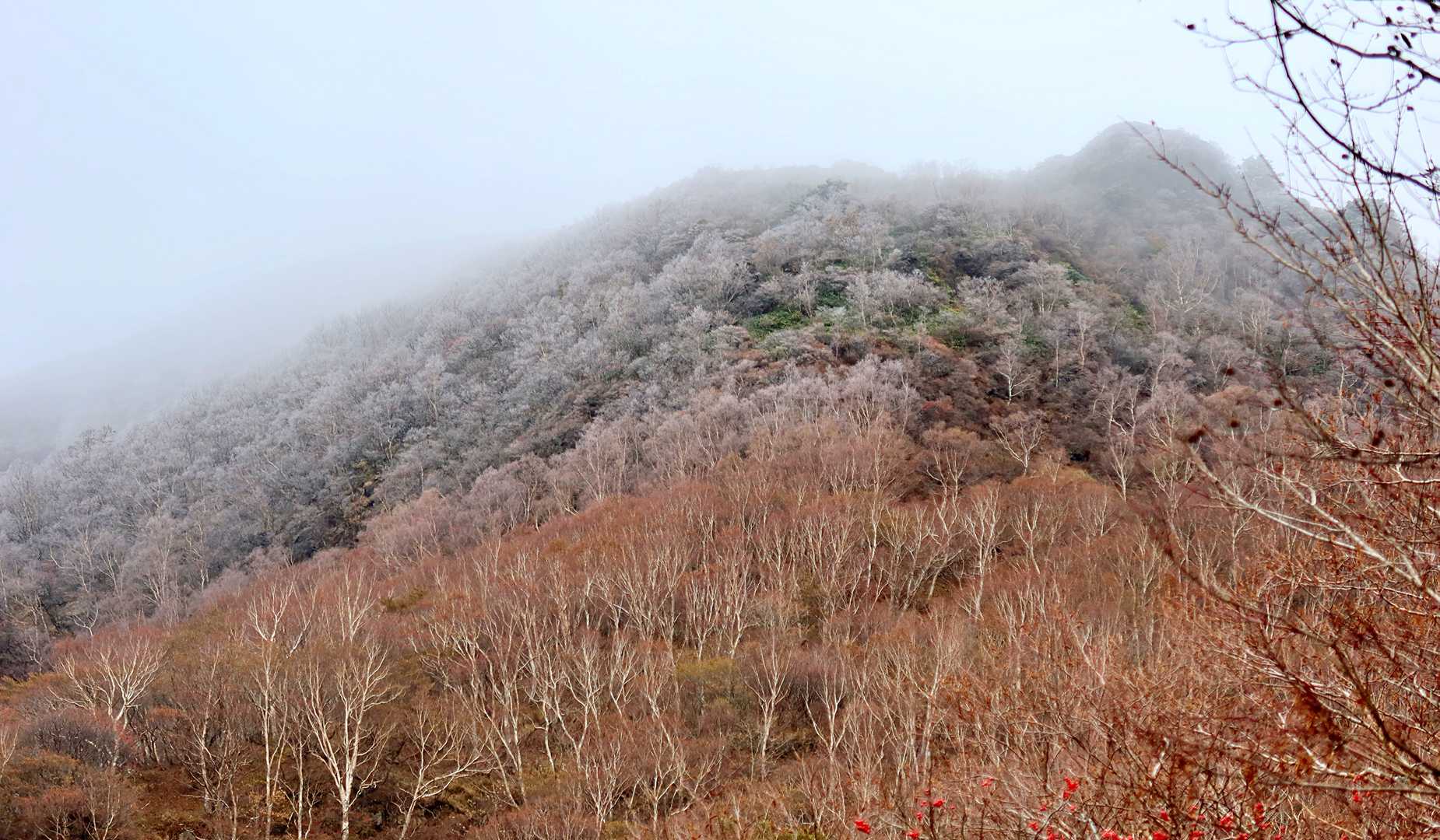 見上げると・・・
おっ、お～！
半分白く・・樹氷のようです！❄😊
