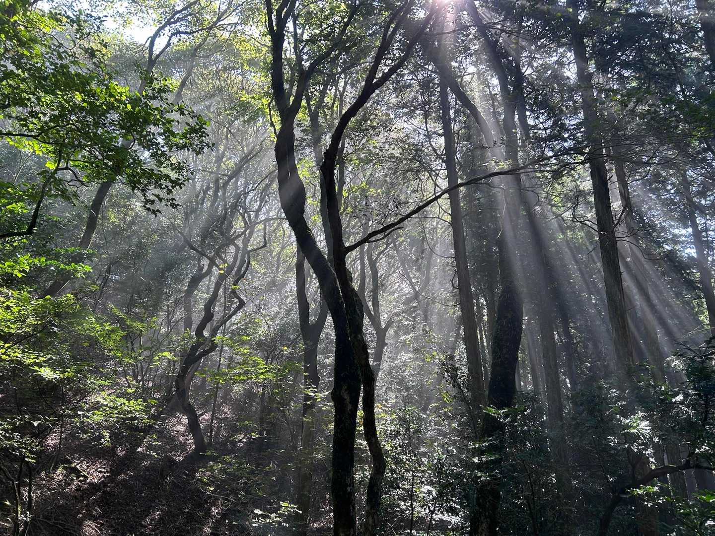 古処山-屏山 往復コースの写真