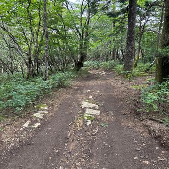 やっと歩きやすい道になった