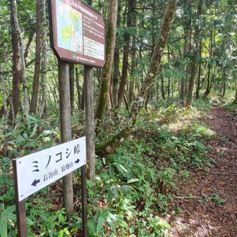稜線までやってきた
ミノコシ峠