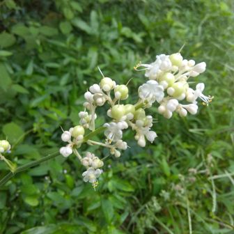 下山して登山口ではヤブミョウガがお見送りです。
お疲れさまでした。