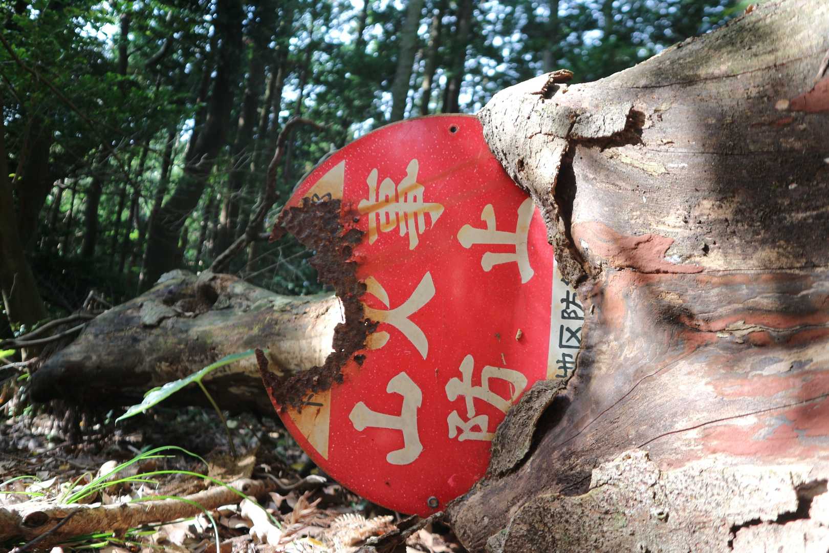 倒木にも