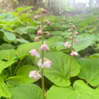 下の方から、次々と咲き始めました