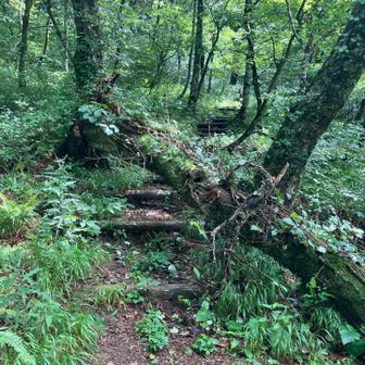 このように数か所、倒木がコースを塞いでいますが迂回ルートが出来ています。