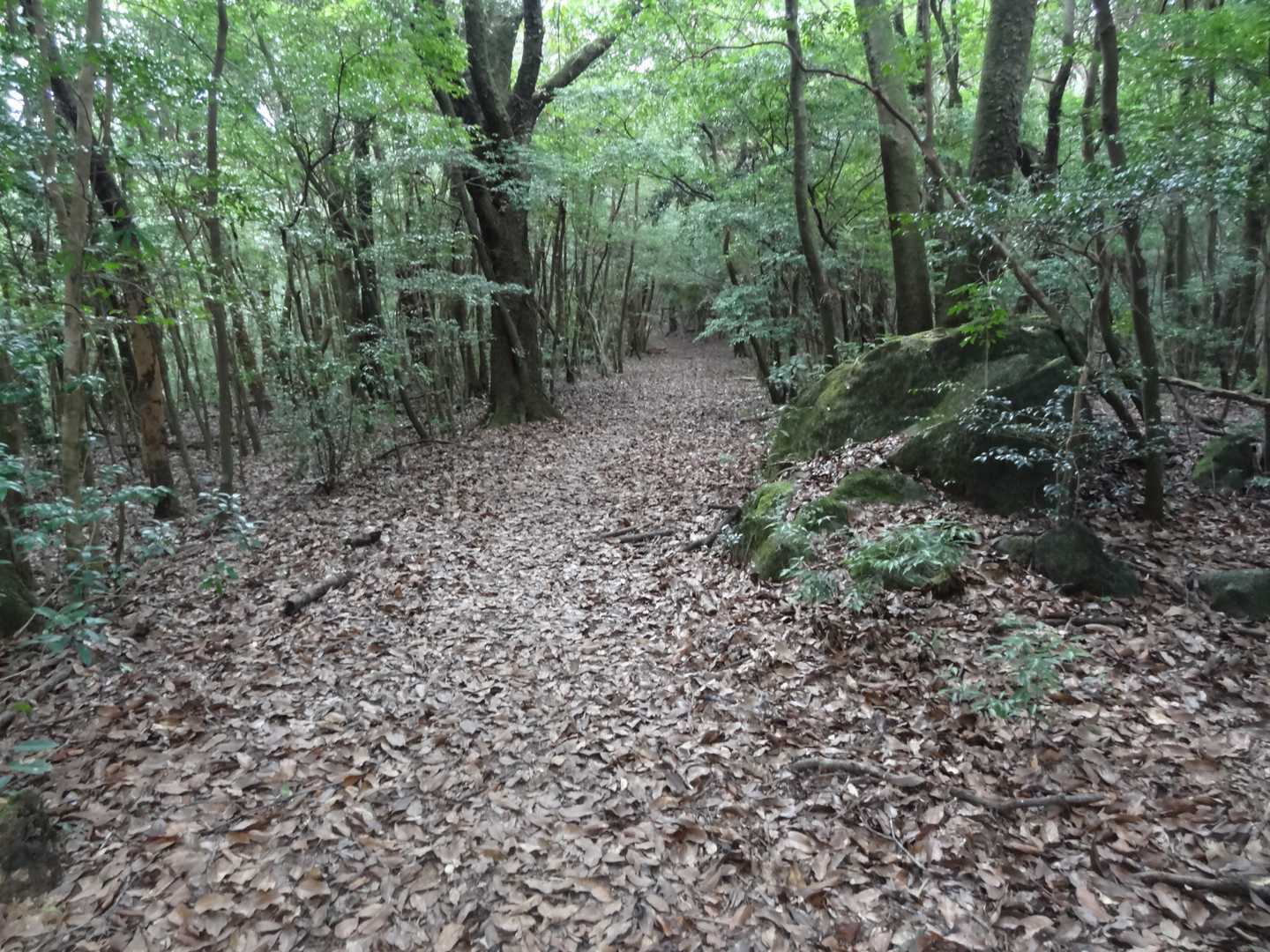 最後は雰囲気がいい山道でした。