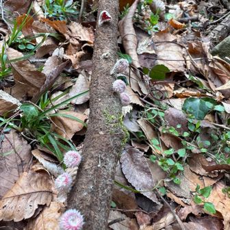 小指の爪くらいかな？