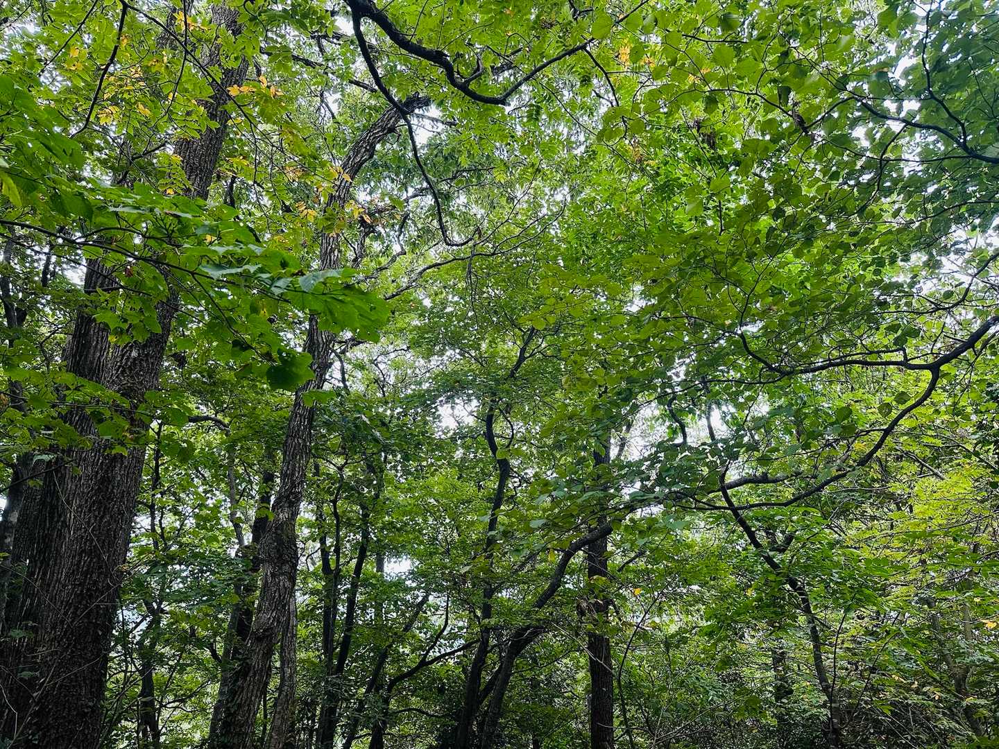 緑が眩しい🟢紅葉はまだ先やな🍁
ドンヨリーヌになってきた☁️