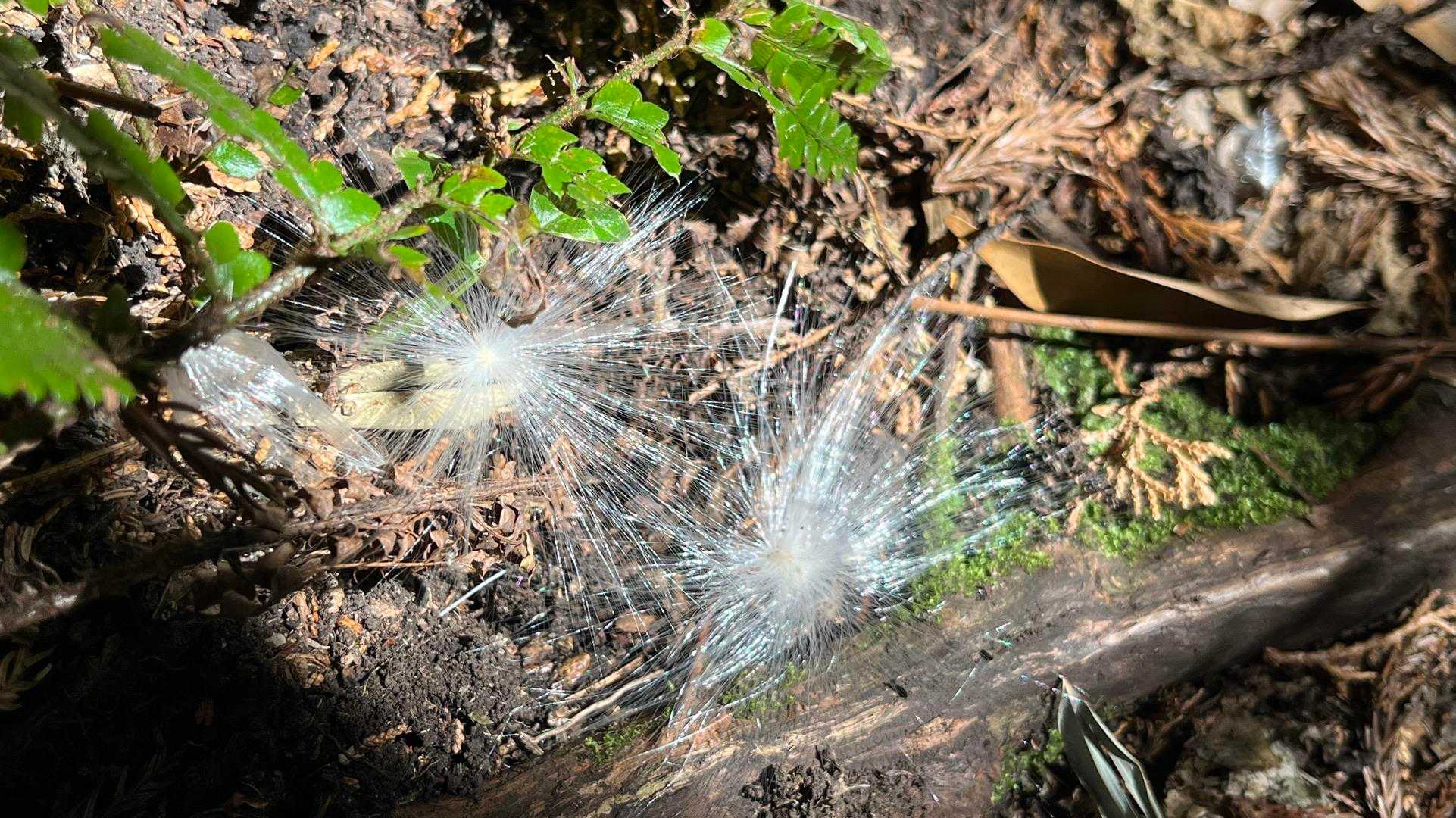 不思議なフワフワの物体をhiromiさんが発見💡