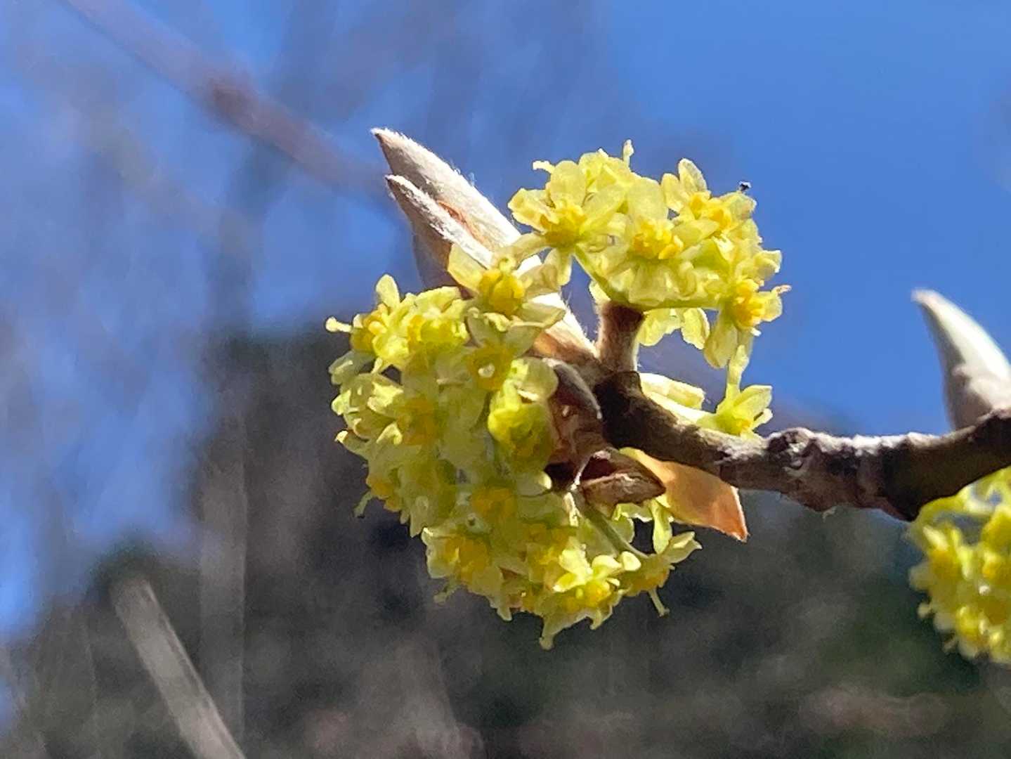 ダンコウバイ？何だろう？
可愛い🌼