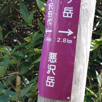 悪沢岳の山頂
ピーク感は無く、道の途中という感じ。周りは藪
