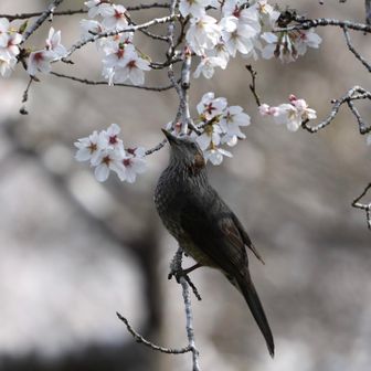 ヒヨドリさんも絵になります👍