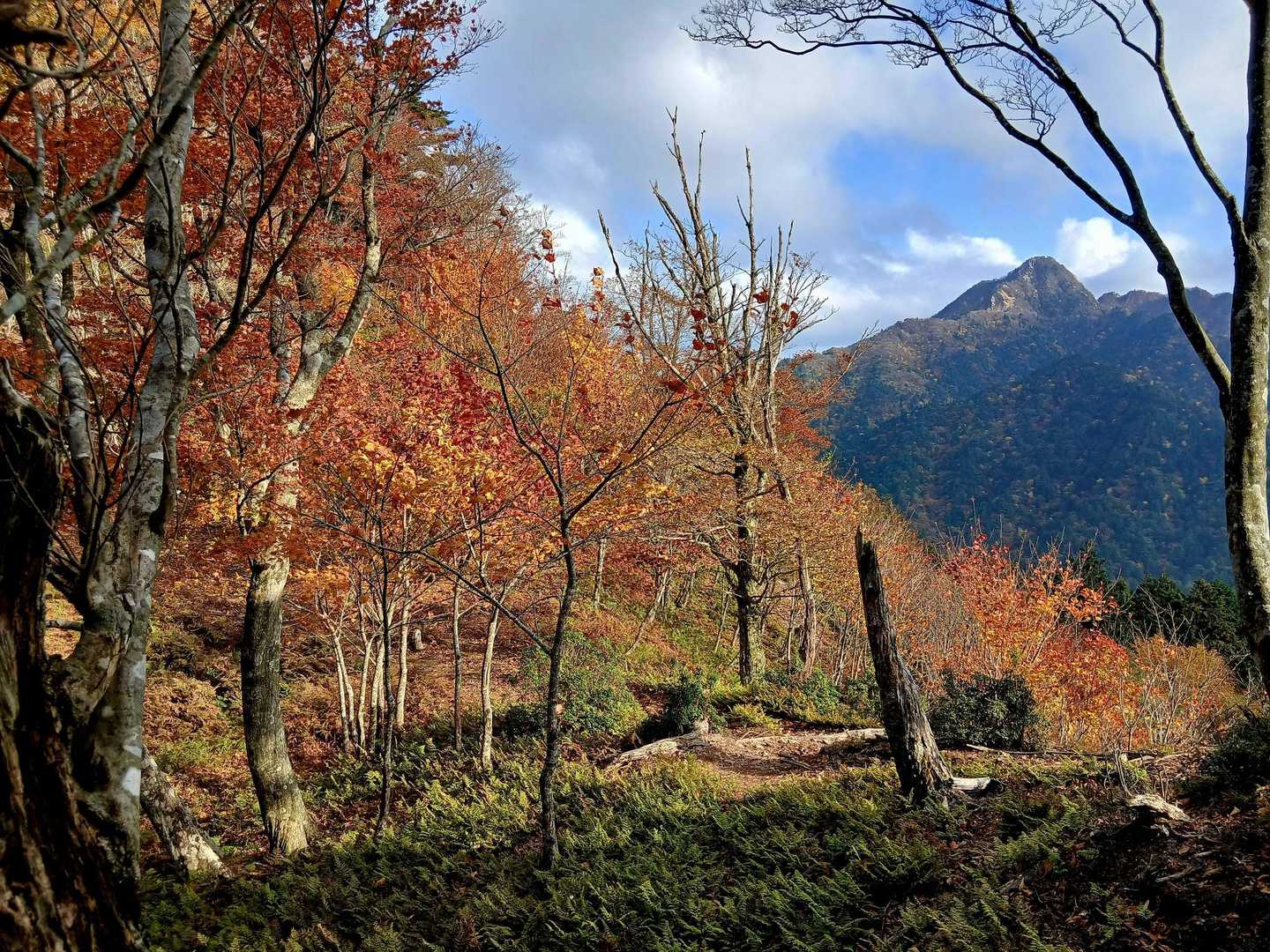 紅葉🍁と鎌ヶ岳⛰️