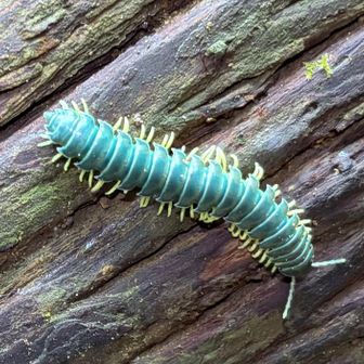 山神様⁉️お出まし🐛　
カマトゲアマビコヤスデ というらしい👏
映画 アバター に出てきそうな…
綺麗だったので意外にLove💙