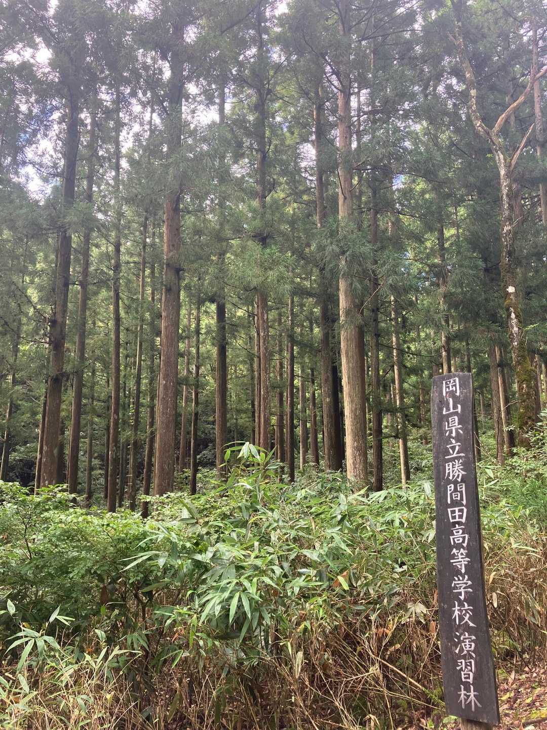 授業で使用する演習林かな🤔