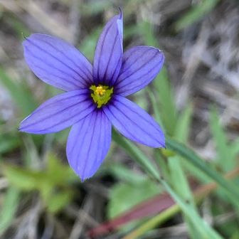 主役の🔵🟣♡📷が撮れました✌︎
特別な思い入れの『瑠璃庭石菖』♡😁