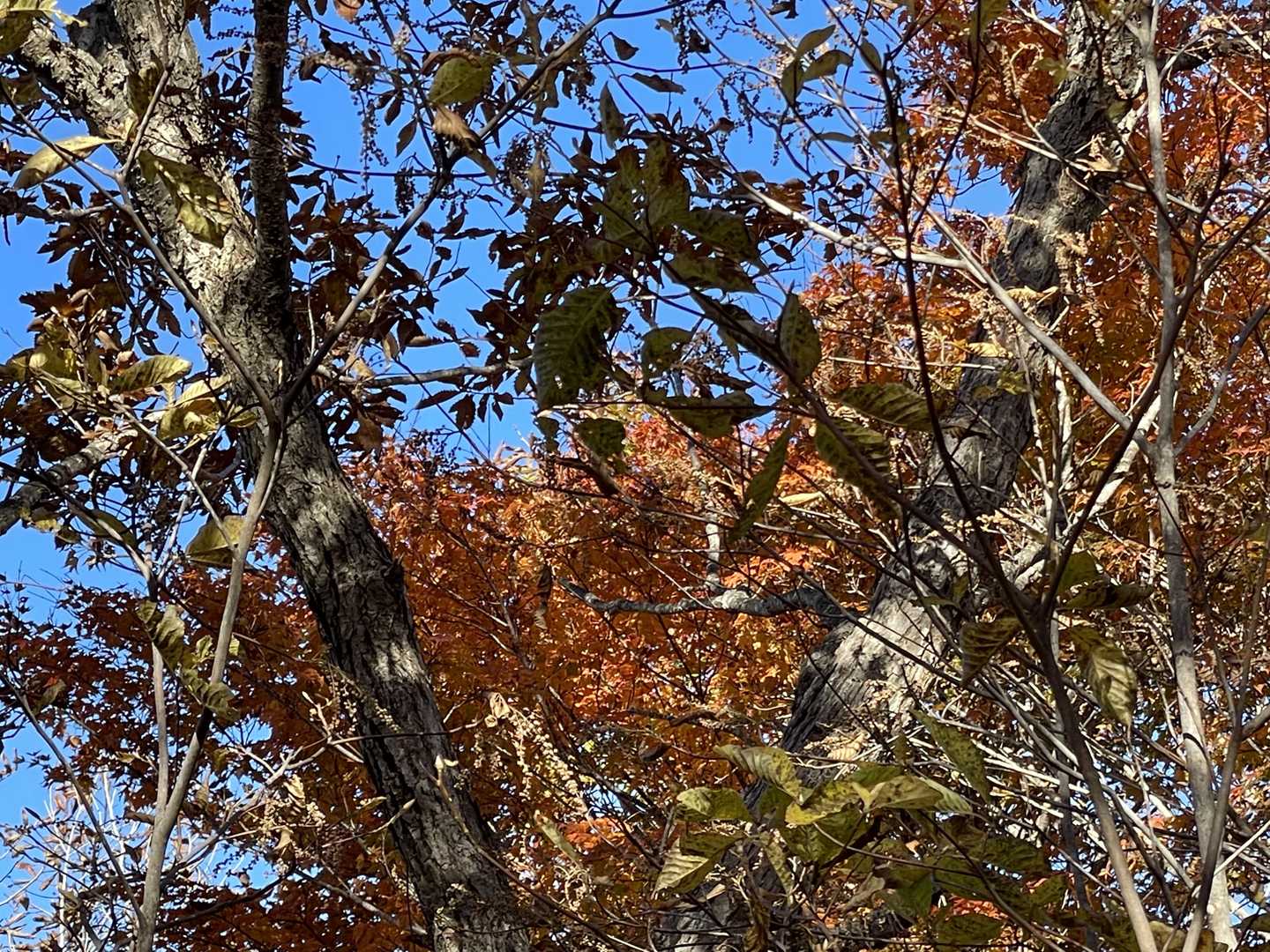 紅葉