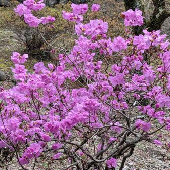 キアラムラサキツツジ