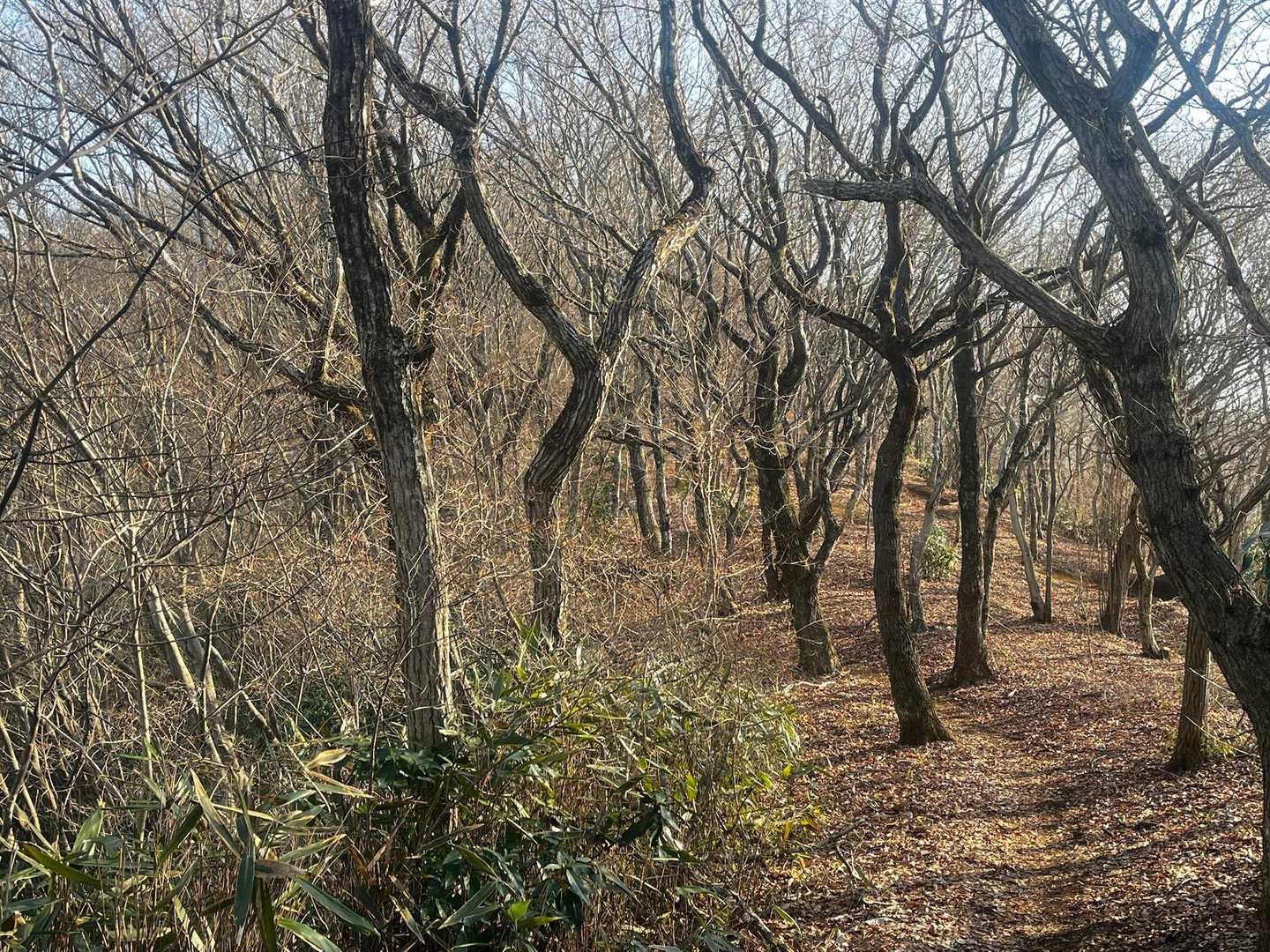 高峯-奈良駄峠-仏頂山 往復コースの写真