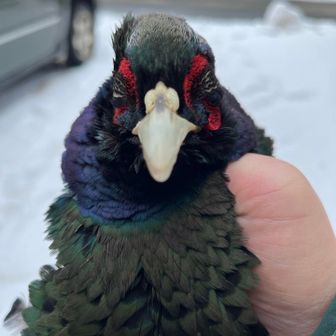 鳥海八幡レアグルーヴ