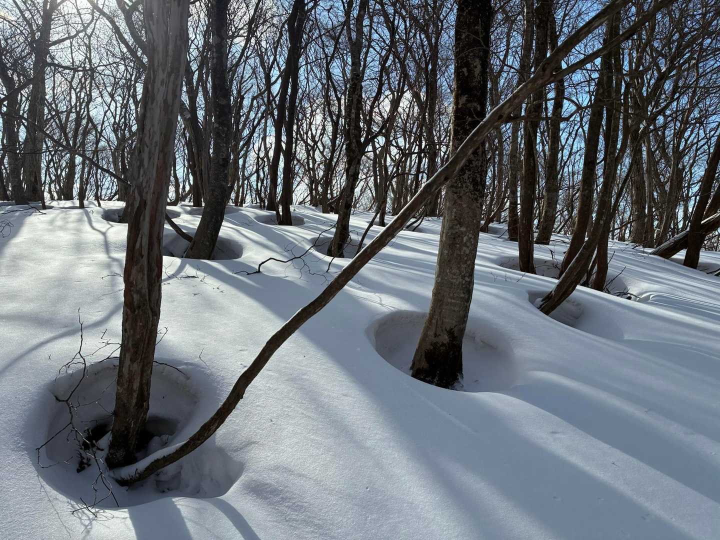 きれいに並んだツリーホール
